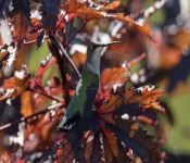 2019 09 15 LongFellowGardens 020